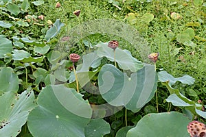 Lotus flower and fruit receptacle in the summer lotus field.