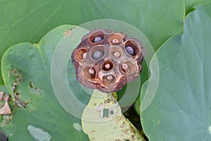 Lotus flower and fruit receptacle in the summer lotus field.