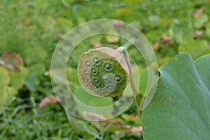 Lotus flower and fruit receptacle in the summer lotus field.