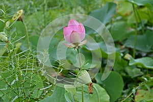 Lotus flower and fruit receptacle in the summer lotus field.