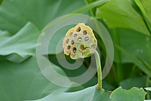 Lotus flower and fruit receptacle in the summer lotus field.