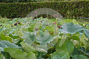 Lotus flower and fruit receptacle in the summer lotus field.