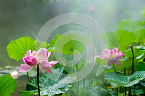 Lotus flower in full bloom in the drizzle photo