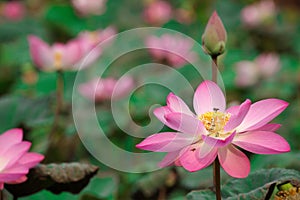 Lotus flower in full bloom with swarm of bee pollination