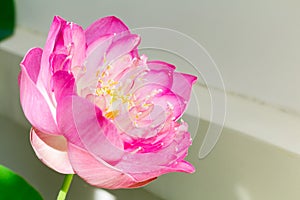 Lotus flower in full bloom, symbolizing religion, buddhism, purity, serenity, zen, the summer season, buddha, enlightenment, bliss