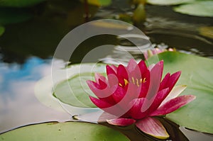 Lotus flower in garden. Beautiful nature pink budding lotus flowers and Lotus flower plants Water lilies