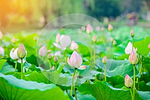 Lotus flower garden,Lotus pond with sun light effect.