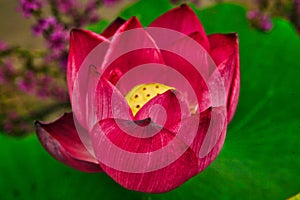 Lotus flower in Garden of Peace and Harmony. Beijing, China.