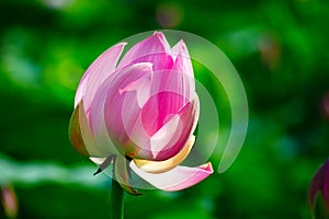 The lotus flower in green background