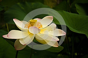 Lotus flower and green leaves