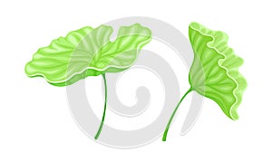 Lotus flower green leaves set. Symbol of oriental practices, yoga, wellness industry, ayurveda products vector