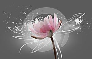 Lotus flower on grey background. Water lily flower design close up. Waterlily close-up. Blooming pink aquatic flower
