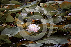 Lotus Flower Growing in the Pond