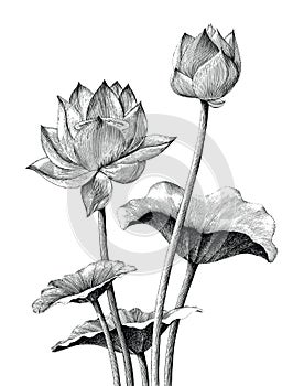 Lotus flower hand drawing vintage engraving style