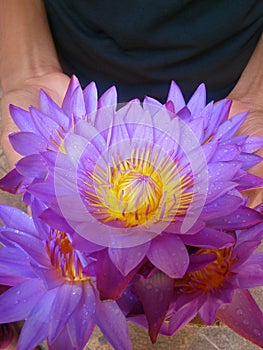 Lotus flower on hand with water drops