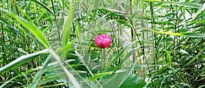 A lotus flower and heed leaves in summer