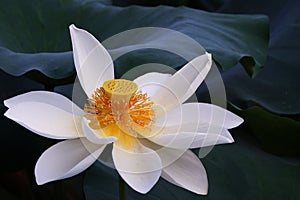 Lotus flower(Hindu LotusÃ¯Â¼â°