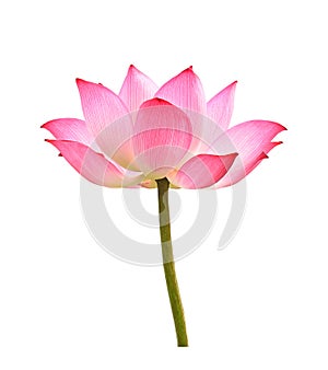 Lotus flower isolated on white background