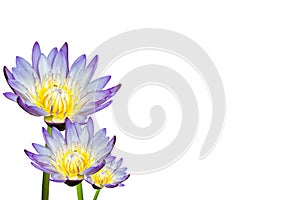 Lotus flower isolated on white background