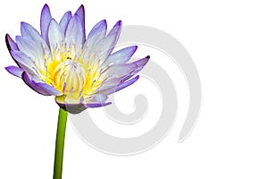 Lotus flower isolated on white background