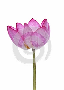 Lotus flower isolated on white background.