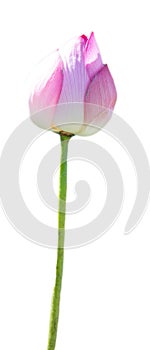 Lotus flower isolated on white background with Clipping Paths