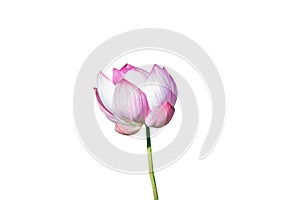 Lotus flower isolated on white background with Clipping Paths