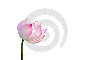 Lotus flower isolated on white background with Clipping Paths