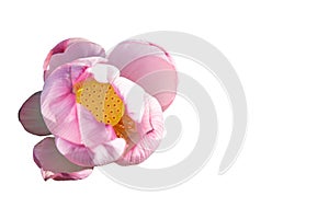 Lotus flower isolated on white background with Clipping Paths