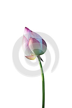 Lotus flower isolated on white background with Clipping Paths