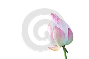 Lotus flower isolated on white background with Clipping Paths