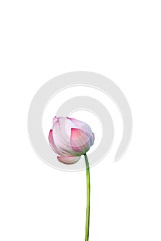 Lotus flower isolated on white background with Clipping Paths