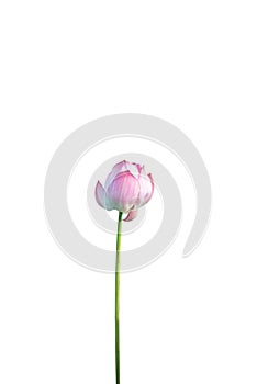 Lotus flower isolated on white background with Clipping Paths