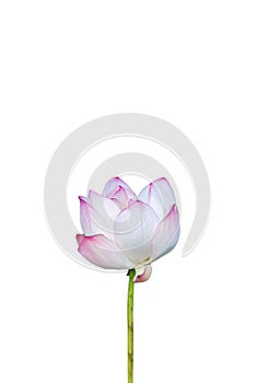 Lotus flower isolated on white background with Clipping Paths