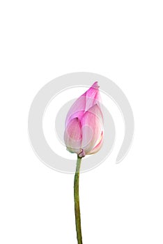 Lotus flower isolated on white background with Clipping Paths