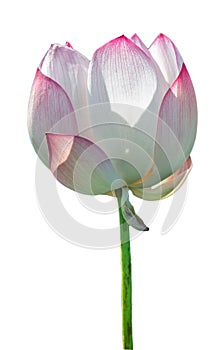 Lotus flower isolated on white background with Clipping Paths