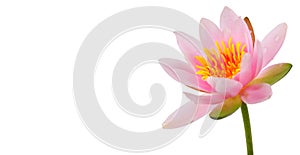 Lotus flower isolated on white background. Water lily flower close up. Waterlily close-up. Blooming pink aquatic flower on white