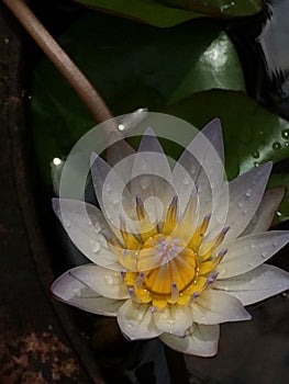 Lotus flower with its unique color