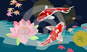 Lotus flower and koi carp in the pond