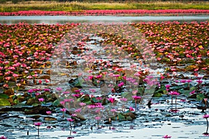 Lotus Flower Lake