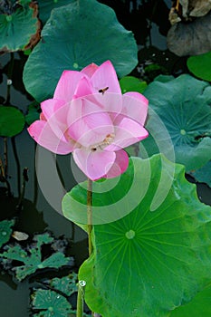 Lotus flower in lake