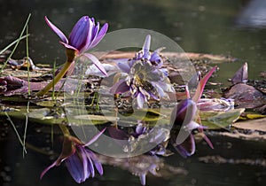 Lotus flower in a lake. Nenufar