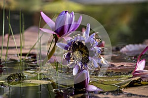 Lotus flower in a lake. Nenufar