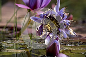 Lotus flower in a lake. Nenufar