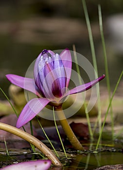 Lotus flower in a lake. Nenufar