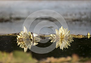 Lotus flower in a lake. Nenufar