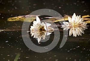 Lotus flower in a lake. Nenufar