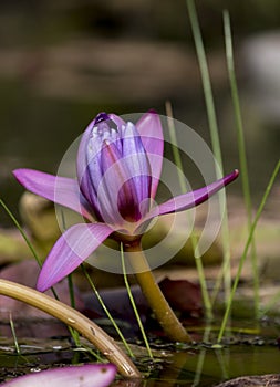 Lotus flower in a lake. Nenufar photo