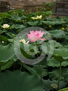 Lotus flower in the lake photo