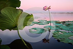 Lotus flower on a lake in sunset